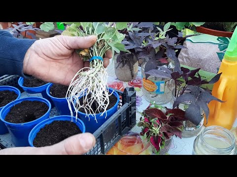 Видео: Как укоренить черенки в воде корни на 5 день Колеус и Батат как размножить цветы в воде🌹🌹🌹