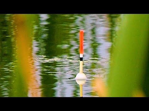 Видео: НАШЁЛ РЫБУ И ПОПАЛ НА ЖОР! Рыбалка на поплавок на маховую удочку! Поплавок крупным планом!