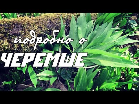 Видео: Подробно о ЧЕРЕМШЕ / Ramson