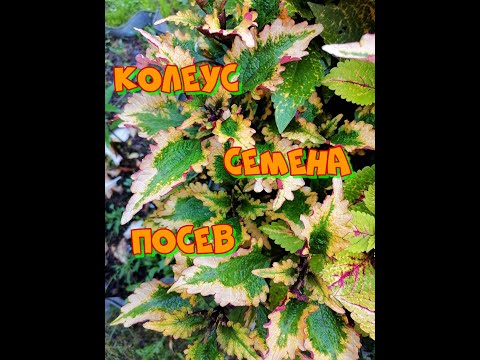 Видео: Посев Семян  КОЛЕУСОВ от ВЕГЕТАТИВНЫХ  сортов)) Что получится??? Сама не знаю)) УВИДИМ)))