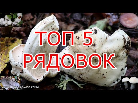 Видео: ТОП 5 рядовок широколиственных лесов