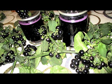 Видео: ЗДОРОВЬЯ ДЛЯ - ЭЛИКСИР из ягод САНБЕРРИ