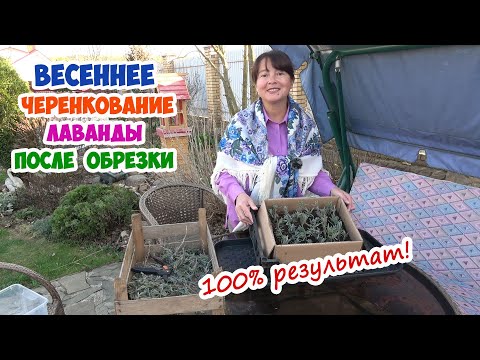 Видео: Черенкование ЛАВАНДЫ весной с обрезанных побегов. У Вас получится!