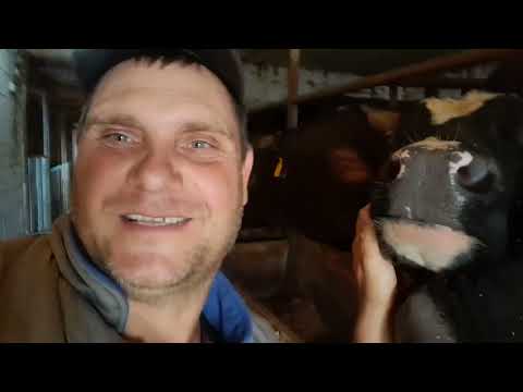 Видео: # ГОЛШТИНСКИЕ БЫЧКИ# Замер молочных бычков.🐃