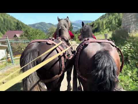 Видео: 🌲Захар і Бруно запряжені до пари🌲