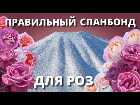 Видео: СПАНБОНД ДЛЯ УКРЫТИЯ РОЗ. Какой нужен, и как правильно его использовать.10 ноября 2024 г.