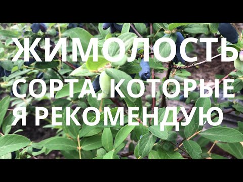 Видео: Жимолость  - сорта, которые я рекомендую