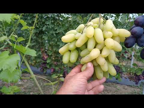 Видео: Виноград на 20.08.22г.(Альянс,Эскалибур,Урум,Талдун,Посланник и т.д.)