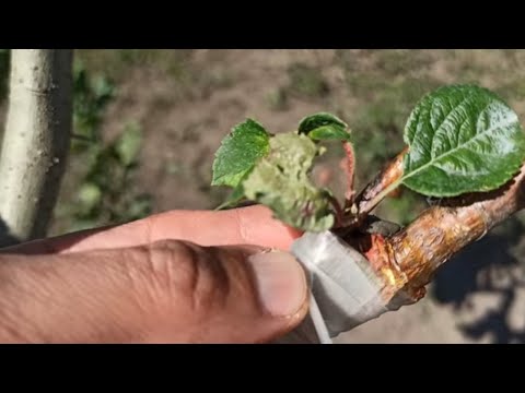 Видео: прививка яблони на боярышник // Grafting Apple trees on Hawthorn