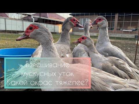 Видео: Взвешивание мускусных уток (индоуток). Какой окрас самый тяжелый?