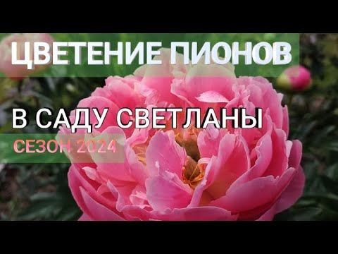 Видео: ЦВЕТЕНИЕ ПИОНОВ В МОЕМ САДУ СЕЗОН 2024г.| Сорта коралловых пионов