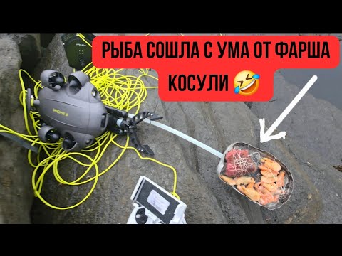 Видео: Реакция рыбы на фарш Косули и Креветок  Подводные кадры из Норвегии! Рыбалка в Норвегии 2025