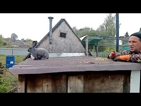 Видео: Почему не растут кролики. Наступила осень.