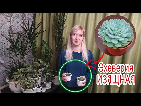 Видео: Эхеверия ИЗЯЩНАЯ. Эчеверия. Уход и размножение. Неприхотливый сад