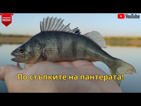 Видео: По стъпките на Шуменската пантера - риболов на яз. Бели Лом от брега!