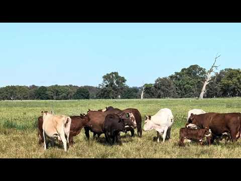 Видео: Будут ли эти быки Нгуни сражаться?