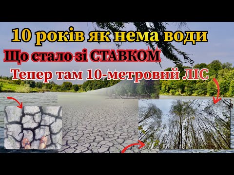 Видео: 10 років треба : ВІД СТАВКА ДО ЛІСУ: Що сталося з водоймою (Природа перемогла)