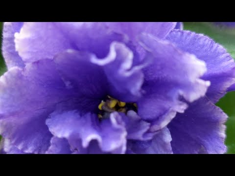 Видео: 18.06.2024./НОВИНКИ/Выставка фиалок(Р) в Доме фиалок#фиалки#выставка#домфиалки#