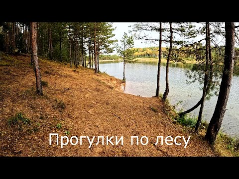 Видео: Прогулки по лесу | Спустился с горки к озеру. Возле воды.