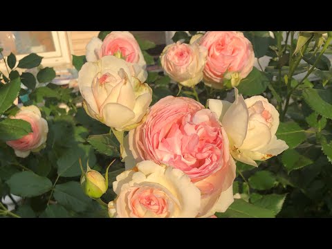 Видео: Лучшая роза в моем саду, мой номер один, румяный Pierre de Ronsard (Пьер де Ронсар) или же Eden Rose