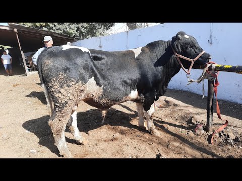 Видео: Жетісай мал базары Бұқалардың бағасы мен таныс болыңыздар.