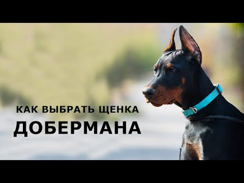 Видео: ДОБЕРМАН. Как правильно выбрать щенка? | Выбор щенка добермана