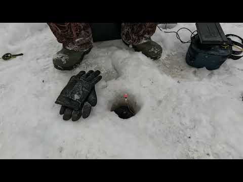 Видео: Первые зимнии ельцы 2025