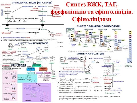 Видео: Крок 1 Біохімія. Синтез ВЖК, ТАГ, фосфоліпідів та сфінголіпідів. Сфіноліпідози