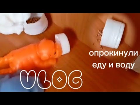 Видео: день сквиши собак