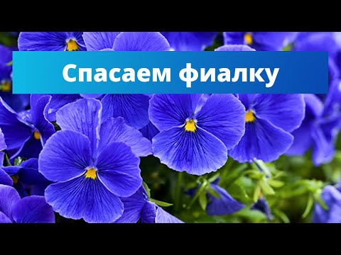 Видео: СПАСЕНИЕ ФИАЛКИ | Почему фиалки не цветут?