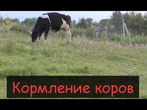 Видео: Рацион и кормление наших молочных коров/Сколько дают наши коровы молока/