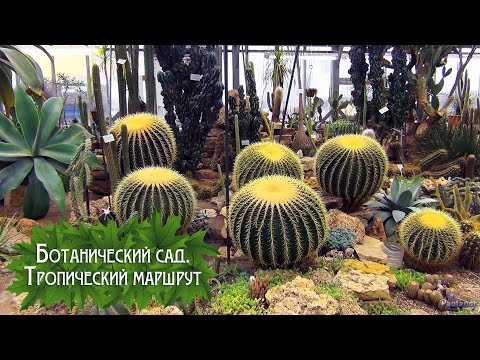 Видео: Ботанический сад. Тропический маршрут (2023)