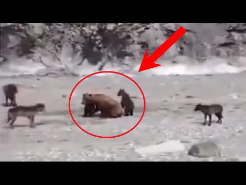 Видео: Медведица не в силах была защитить медвежат от стаи голодных хищников, пока не появился он
