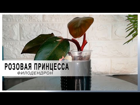 Видео: Филодендрон розовая принцесса. Что с пестролистностью?!