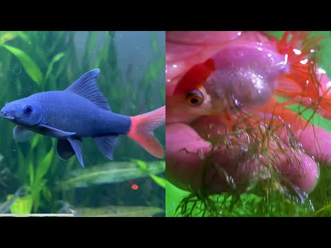 Видео: Лабео АТАКУЕТ Золотую Рыбку. Решение проблемы!