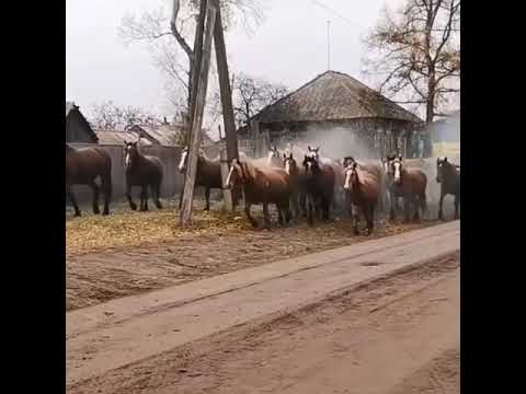 Видео: Аспои дики