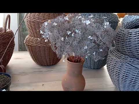 Видео: 13 01 24год .Опять мороз -34. Как выжили гортензии. Что ещё будет из цветов.