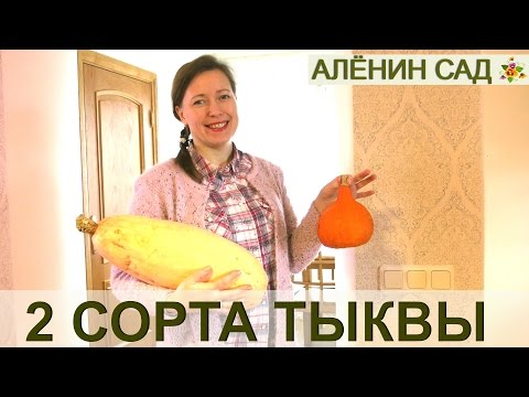 Видео: 2 сорта тыквы Учики Кури и Розовый банан - больше и не нужно!!!