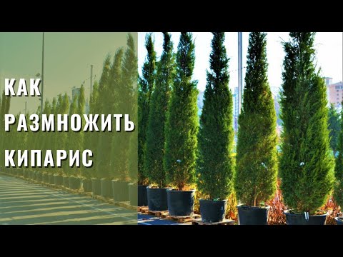 Видео: Кипарис Лэйланда (Cupressocyparis "Leylandii") - размножение черенкованием.