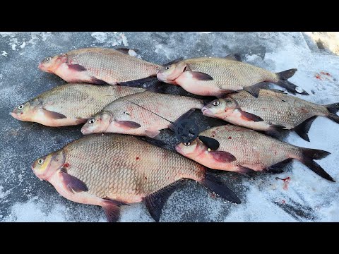 Видео: ЗДОРОВЕННІ ЛЯЩІ ЛОПАТИ ВИКРУЧУЮТЬ РУКИ. Зимова рибалка на ляща
