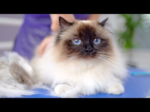 Видео: Этот котик с красивыми голубыми глазами такой очаровательный! 😻🛁✂️❤️