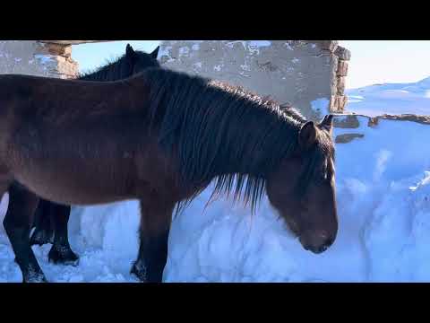 Видео: Приехали на закуп лошадей , жеребцы мощь. 🐎🐎#коневодство #айгыр #жылкы #жеребец #лошади #кони #