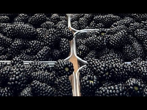 Видео: Ежевика Блэк Джем … Кантип момону кобойтсо болот?! (Прищипка — ал эмне)