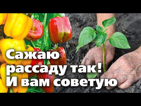 Видео: ВЫСАДКА РАССАДЫ ПЕРЦА В ТЕПЛИЦУ. Что положить в лунку