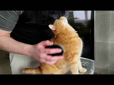 Видео: Гладильная доска:)) #pets #cutecat #catlovers #pets