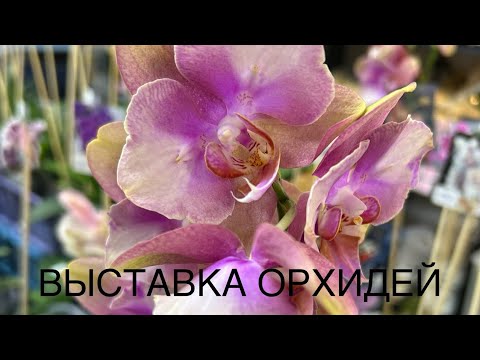 Видео: ВЫСТАВКА ОрХиДеЙ| ОРХИДИУМ|Сентябрь 2025