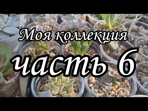 Видео: Обзор. Моя коллекция суккулентов (часть 6) #succulent