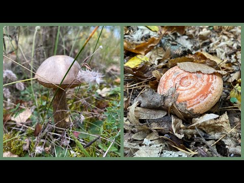 Видео: Супер грибний збір. Рижики,мокруха,підберезники та ін Частина 1