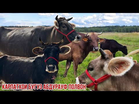 Видео: Нарххои дехкони арзон Карпат бугуз Аьдурауф Унчи 16 сентября 2025 г.