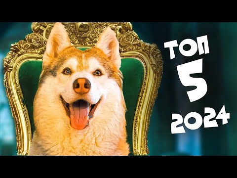 Видео: ТОП 5 ЛУЧШИХ СЕРИЙ 2024 года!! (Хаски Бублик) Говорящая собака